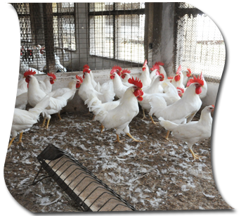 poultry pen